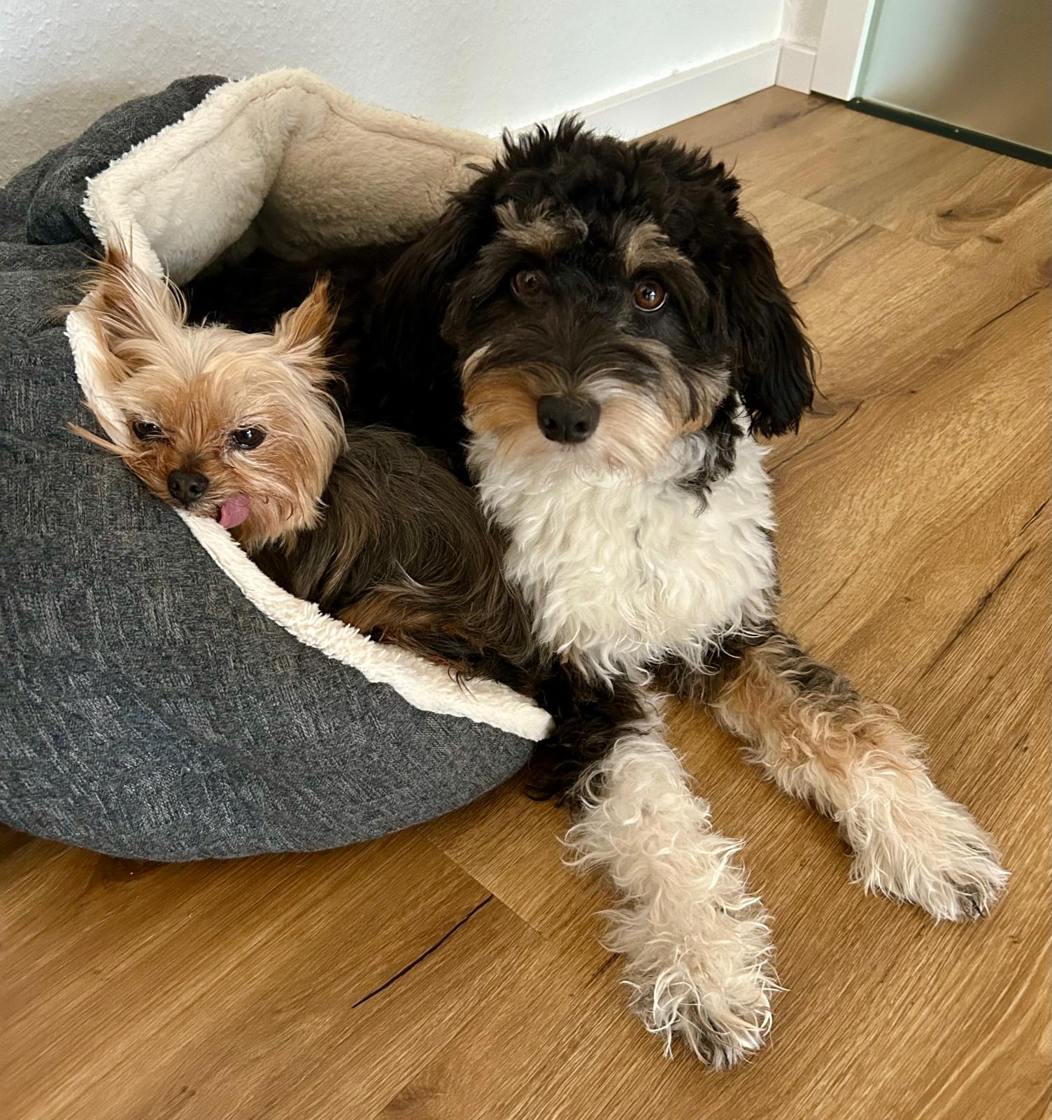 Nala und Lulu – Praxishunde